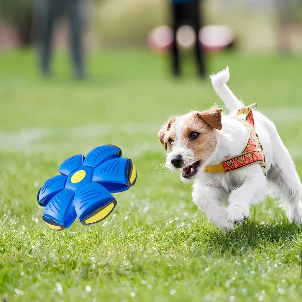 Magic Flying Saucer Dog Ball